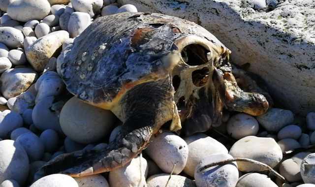 Tartarughe decapitate, nessuna superstizione: a ucciderle un gruppo di "pirati"